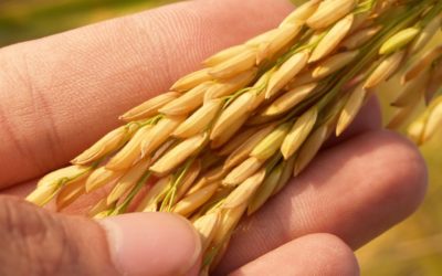 Enseignement agricole – Mouvement de l’emploi : la liste des postes est publiée !